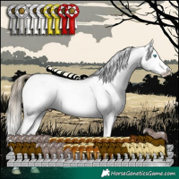 Horse Color:White Spotted Buckskin Pearl Appaloosa