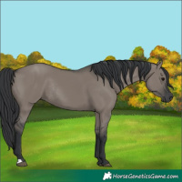 Horse Color:Grullo Rabicano 