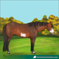 Horse Color:Bay Frame 