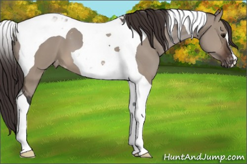 Horse Color:Brown Dun Tobiano Appaloosa 