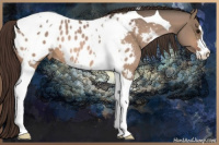 Horse Color:Bay Dun Sabino Tobiano Blanket 