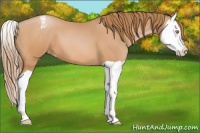 Horse Color:Bay Pearl Splash Appaloosa 