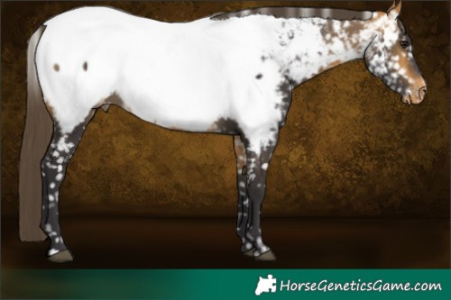 Horse Color:Buckskin Near Fewspot 