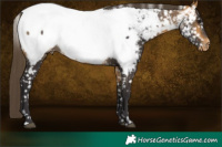 Horse Color:Buckskin Appaloosa 