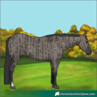 Horse Color:Black  and Grullo 