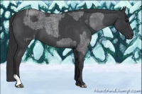 Horse Color:Blue Roan  and Blue Roan 