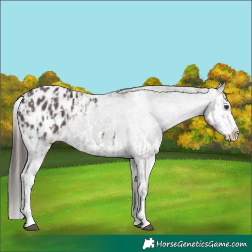 Horse Color:Liver Chestnut Sabino Splash Blanket and Liver Chestnut Sabino Splash Blanket