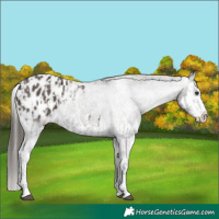 Horse Color:Liver Chestnut Sabino Splash Blanket  and Liver Chestnut Sabino Splash Blanket 