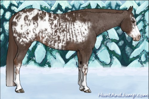 Horse Color:Liver Chestnut Sabino Splash Appaloosa  and Liver Chestnut Sabino Splash Frame Appaloosa 