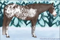 Horse Color:Liver Chestnut Sabino Splash Appaloosa  and Liver Chestnut Sabino Splash Frame Appaloosa 