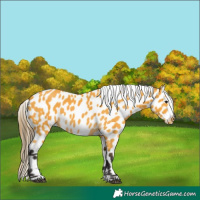 Horse Color:Buckskin Appaloosa 