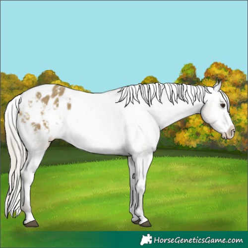 Horse Color:White Spotted Silver Buckskin Dun Frame Appaloosa 