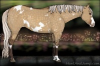 Horse Color:White Spotted Silver Buckskin Dun Frame Appaloosa 