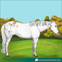Horse Color:White Spotted Silver Buckskin Dun Frame Appaloosa 