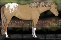 Horse Color:Chocolate Palomino Dun Tobiano Appaloosa Rabicano 