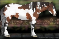 Horse Color:White Spotted Bay Frame 