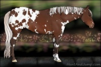 Horse Color:White Spotted Silver Brown Appaloosa 