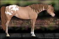 Horse Color:Brown Roan Pearl Appaloosa