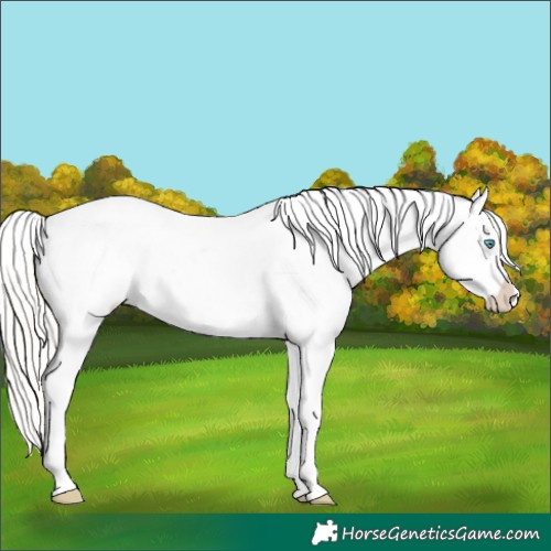 Horse Color:Silver Buckskin Roan Pearl Appaloosa