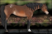 Horse Color:Bay Appaloosa 