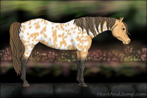 Horse Color:Buckskin Appaloosa 