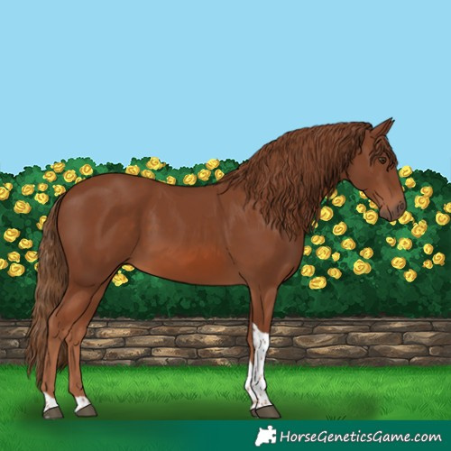 Horse Color:Chestnut Tobiano 