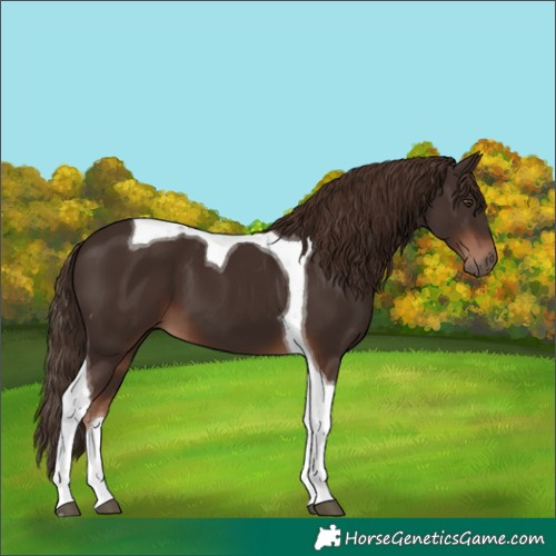 Horse Color:Liver Chestnut Tobiano 