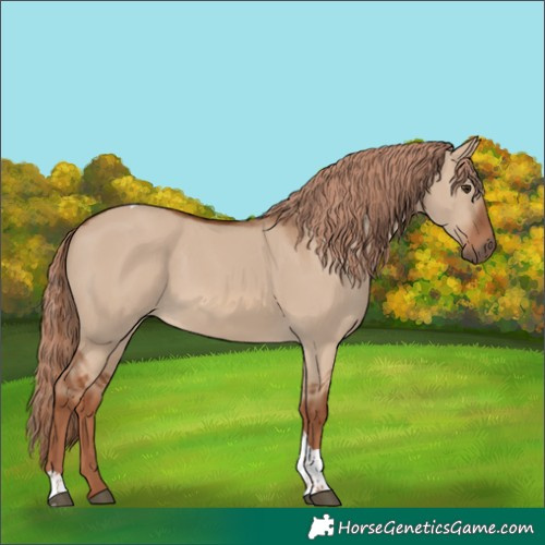 Horse Color:Red Dun Tobiano 