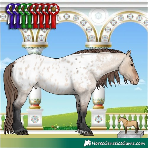 Horse Color:Bay Roan Dun Appaloosa 