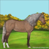 Horse Color:Silver Brown Dun