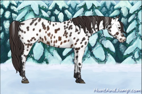Horse Color:Buckskin Appaloosa 