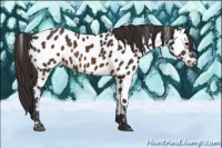 Horse Color:Buckskin Near Leopard 