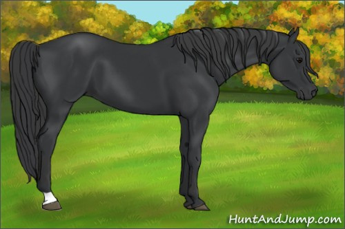 Horse Color:Black 