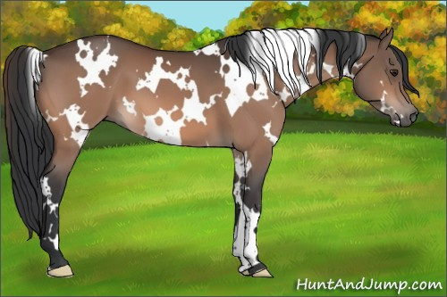 Horse Color:White Spotted Brown 