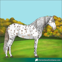 Horse Color:Buckskin Appaloosa 