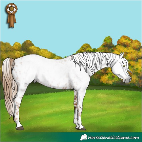 Horse Color:Gray Chestnut Appaloosa 