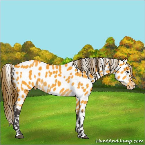 Horse Color:Buckskin Appaloosa 