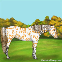 Horse Color:Buckskin Appaloosa