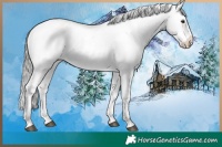 Horse Color:Platinum White Spotted Buckskin Ice Snowflake Varnish 