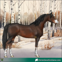 Horse Color:Liver Chestnut 
