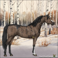 Horse Color:Liver Red Dun Brindle 