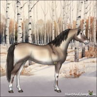 Horse Color:Liver Red Dun Onyx 