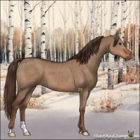 Horse Color:Liver Red Dun 
