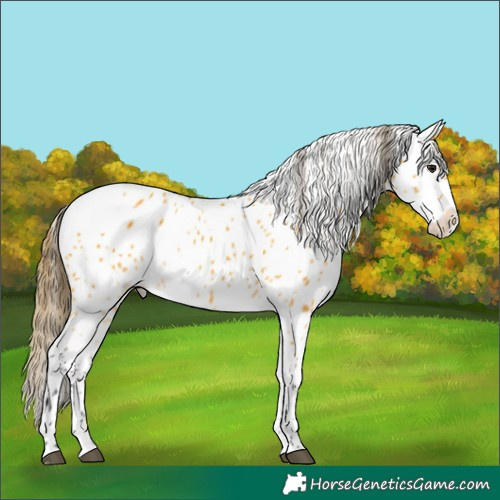 Horse Color:Buckskin Appaloosa 