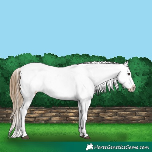 Horse Color:Buckskin Near Leopard 