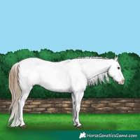 Horse Color:Buckskin Near Leopard 