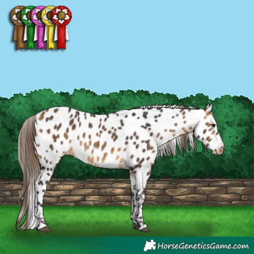 Horse Color:Buckskin Near Leopard