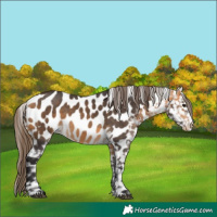 Horse Color:Buckskin Near Leopard 