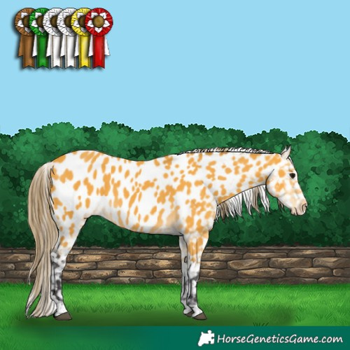 Horse Color:Buckskin Near Leopard 