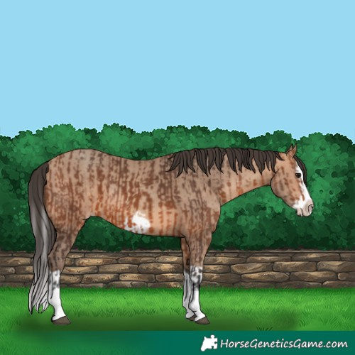 Horse Color:Bay Splash Frame  and Amber Champagne Splash Frame 